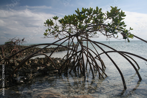 Conch Midden and Mangroves © Conrad