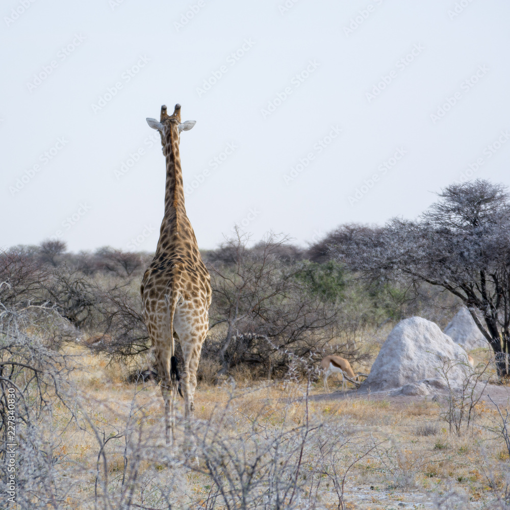 Obraz premium Girafe 