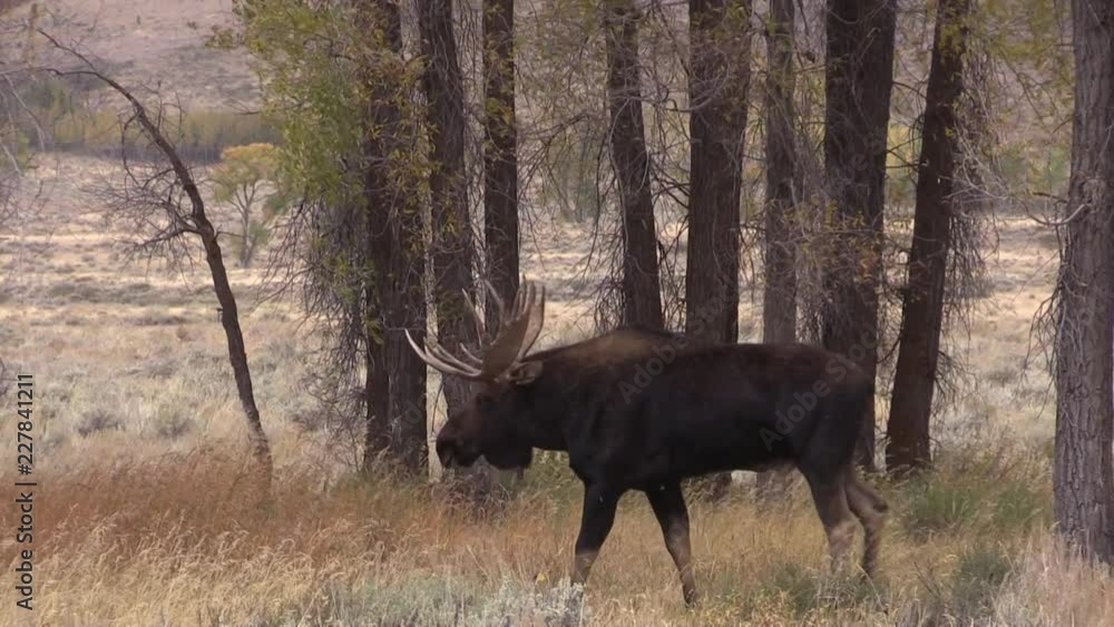 Rutting Bull Moose in Autumn Rutting Bull Moose in Autumn