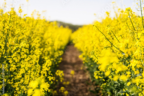 Flowering rapeseed. Country road across rape field. Spring background. Canola or colza with dirt road. blooming rape or Brassica napus. Springtime and summer border © eplisterra