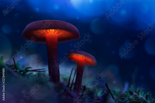 Glowing mushrooms in a fairy forest. The magic world of mushrooms © vvlink