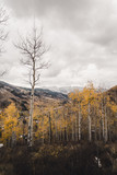 Yellow aspen trees with mountains in the background during fall. 
