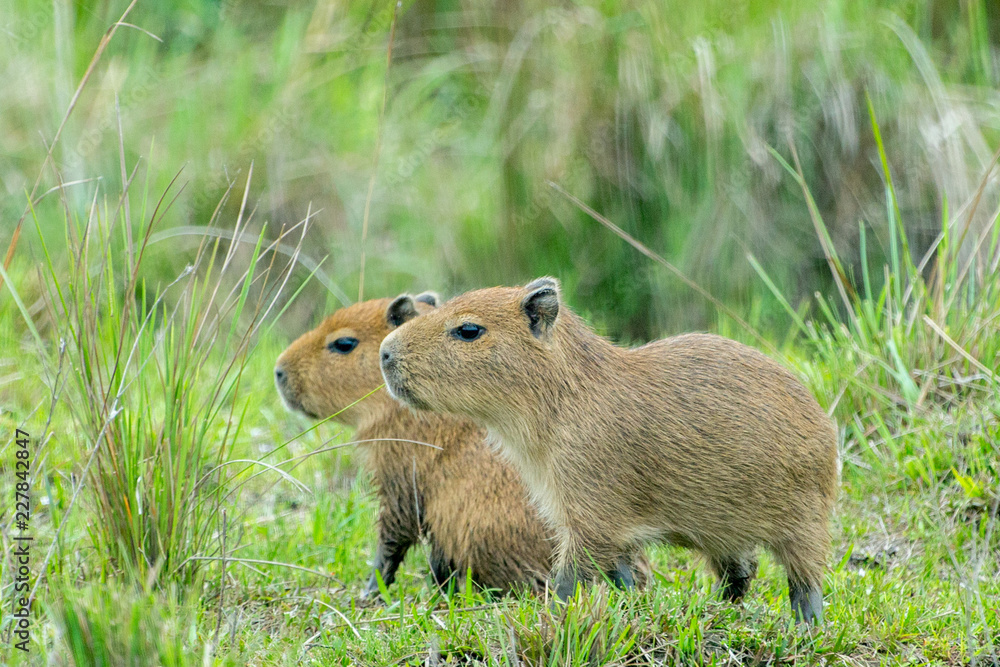 Capibara Capibara
