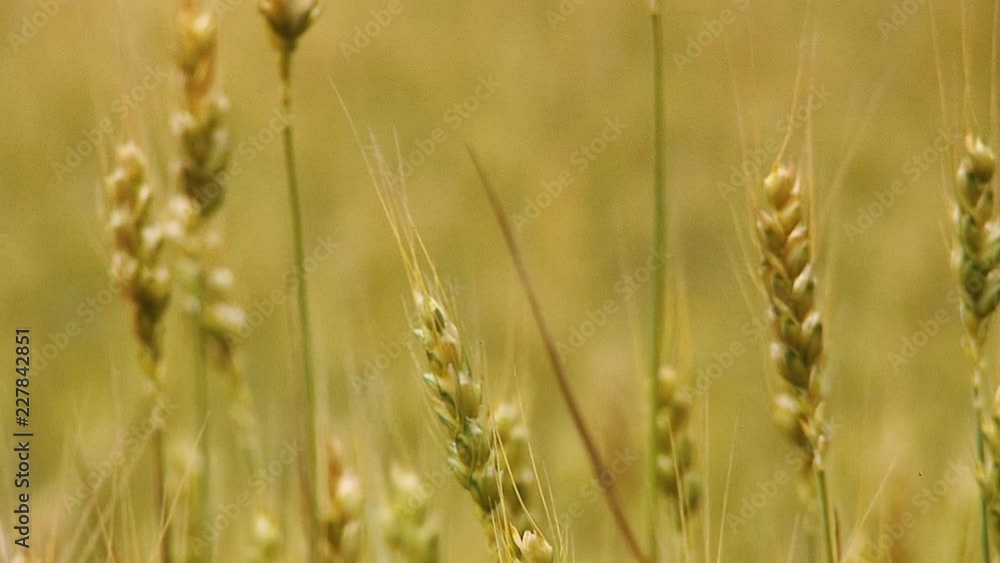 Yellow grain ready for harvest growing in a farm field. Yellow grain ready for harvest growing in a farm field.