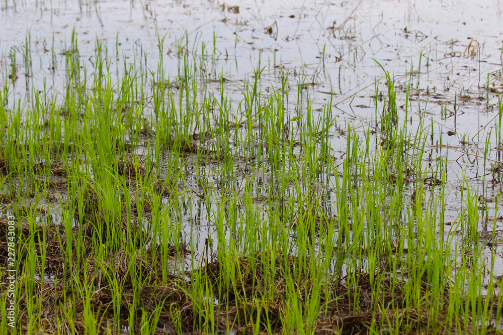 Sprouts of grass on meadow bog. Picture with selective focus Sprouts of grass on meadow bog. Picture with selective focus