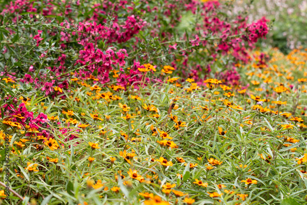 Field of Daisies Yellow and Pink