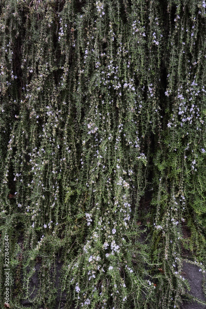 Rosemary Rosemary