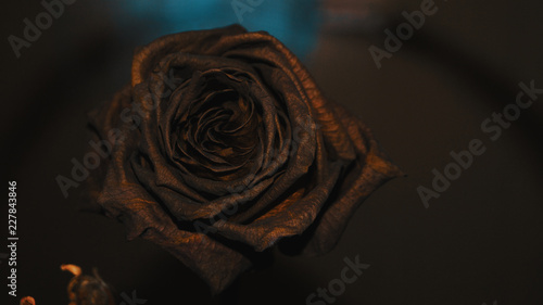 Metallic rose