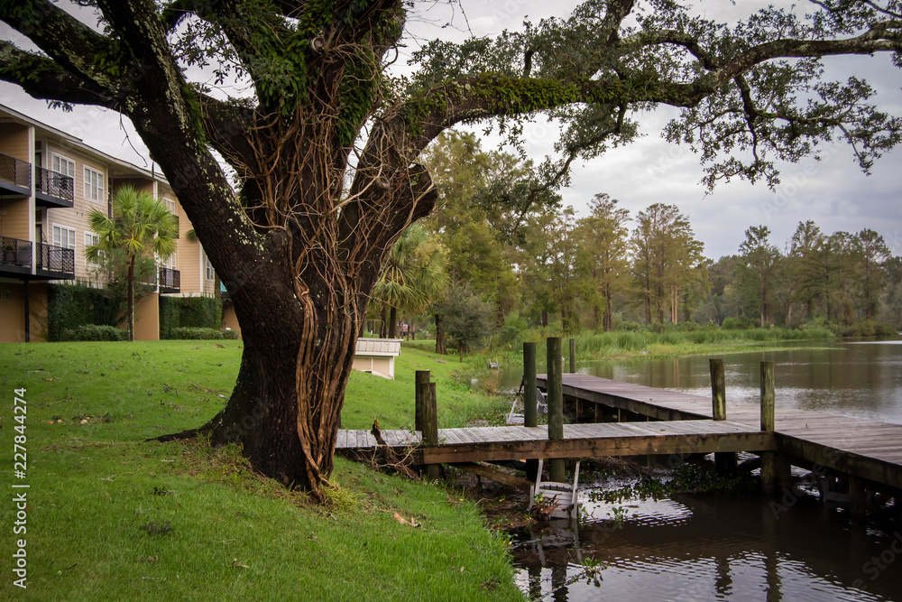 Obraz premium Stripped tree after hurricane Michael