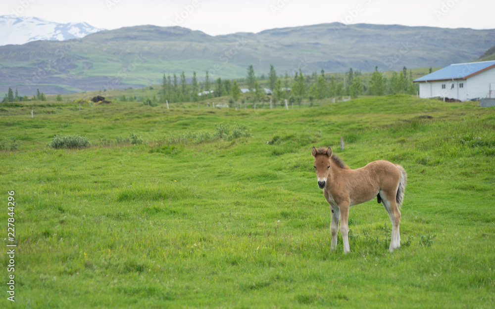 Islandpferde auf saftig grünen Wiesen im Süden Islands