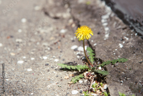 A yellow dandelion plant grows through a crack in a concrete, asphalt road. the flower grows through asphalt, fight for life. power and love