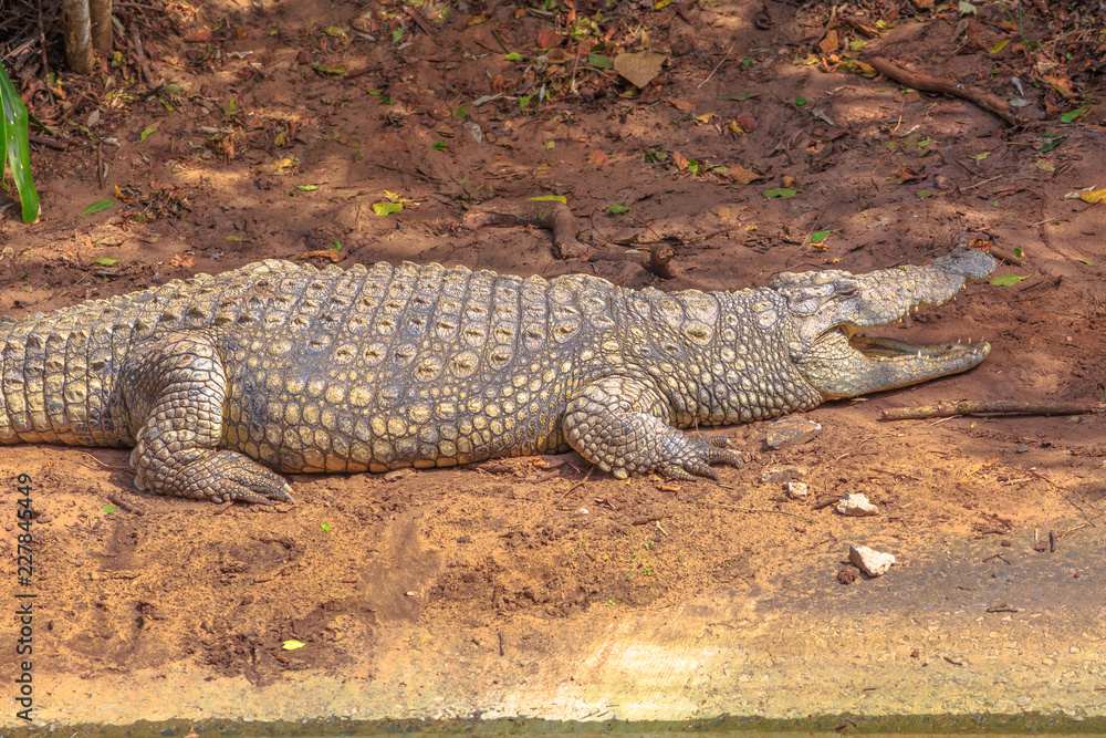 African Crocodiles angry in Ezemvelo KZN Wildlife. Nile Crocodile in St Lucia Estuary within iSimangaliso Wetland Park, South Africa. Side view. African Crocodiles angry in Ezemvelo KZN Wildlife. Nile Crocodile in St Lucia Estuary within iSimangaliso Wetland Park, South Africa. Side view.