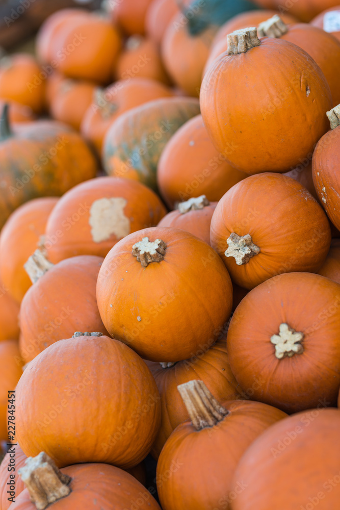 a lot of orange carving pumpkins on the farmer market a lot of orange carving pumpkins on the farmer market