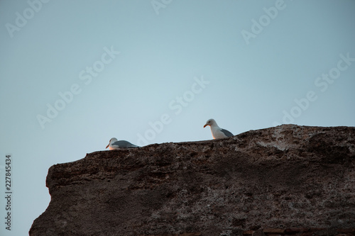 Couple of seagulls on the rocks