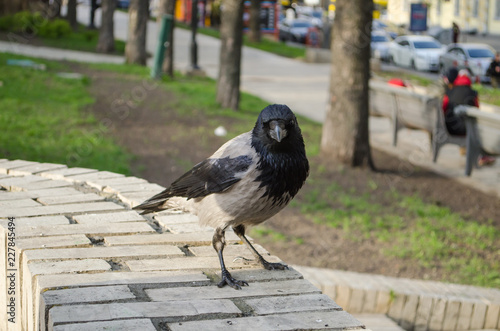 Curious gray crow is watchingin the Park closeup photo