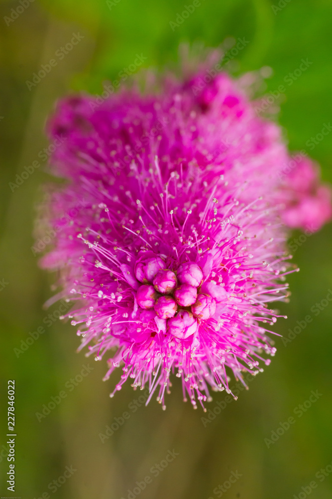 Fluffy pink flower Spiraea douglasii close up Fluffy pink flower Spiraea douglasii close up