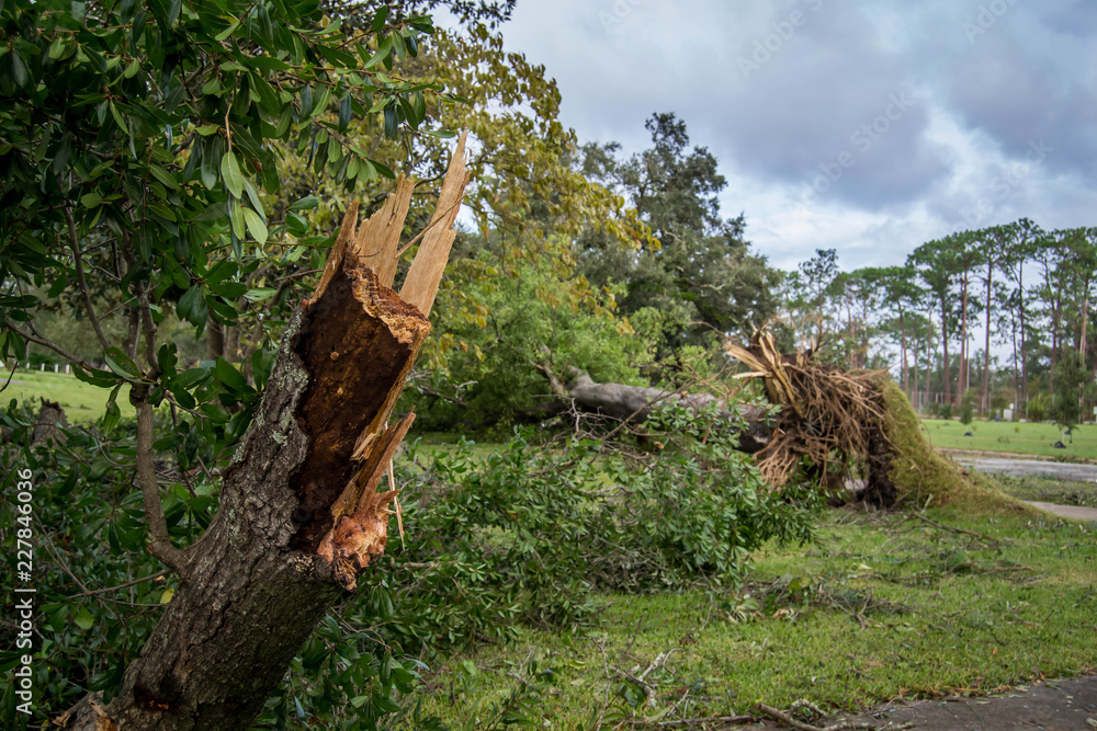 Fototapeta premium Tree fallen after hurricane Michael