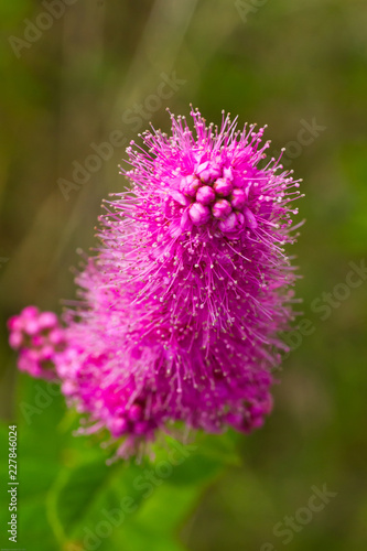 Fluffy pink flower Spiraea douglasii close up 