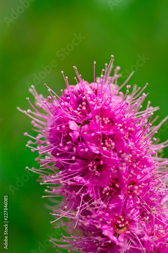 Fototapeta Naklejka Na Ścianę i Meble -  Fluffy pink flower Spiraea douglasii close up 