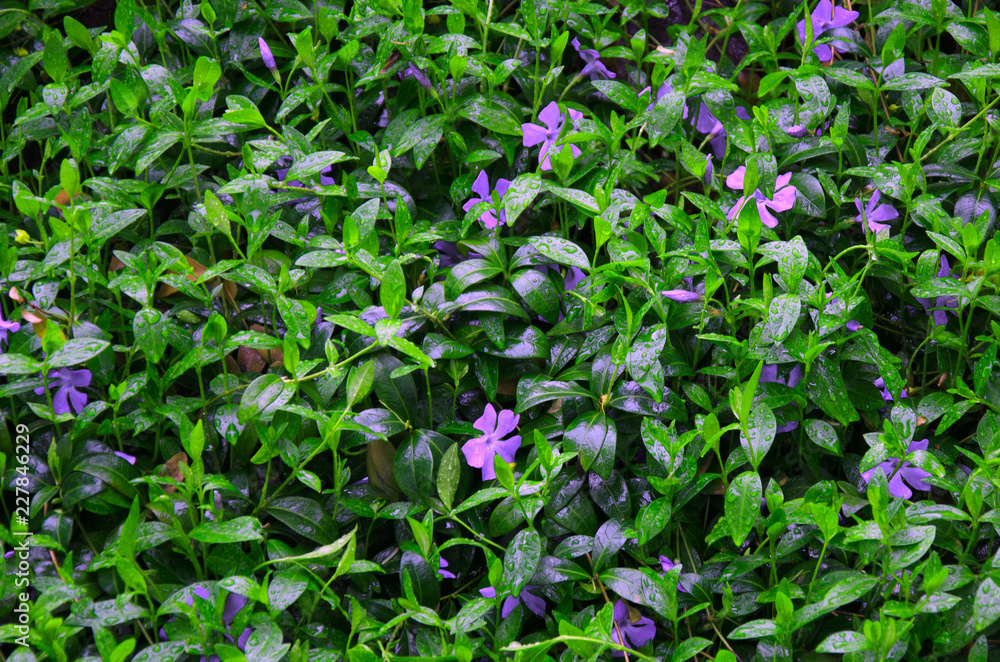 flowering periwinkle on a flower bed in the spring garden flowering periwinkle on a flower bed in the spring garden
