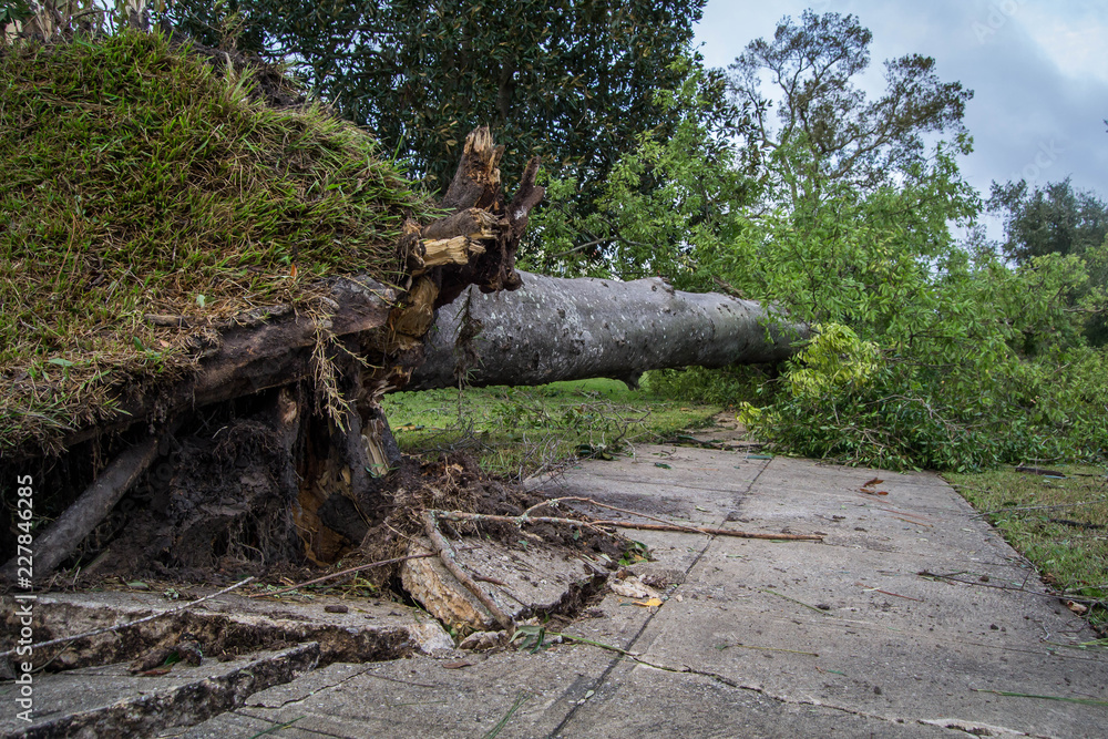 Tree fallen after hurricane Michael Tree fallen after hurricane Michael