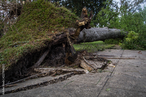 Tree fallen after hurricane Michael photo