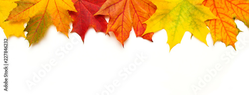 Frame of multicolored maple leaves on white Background