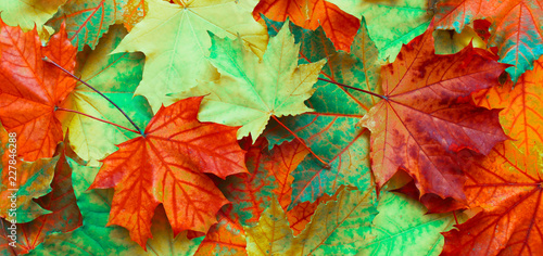 Panoramic Nature autumn Background with fallen maple leaves