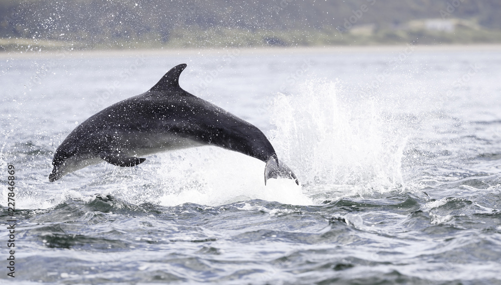 Fototapeta premium Jumping (breaching) Wild bottlenose dolphin tursiops truncatus..