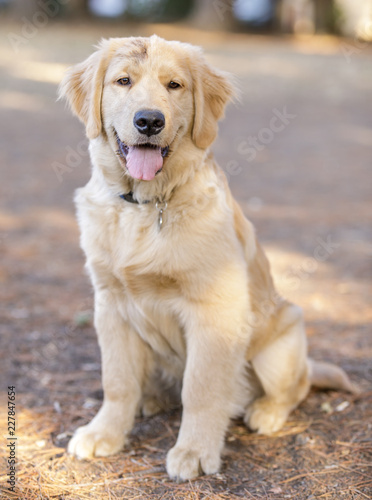 Golden Retriever puppy male sitting and looking at camera. Off-leash dog park in Northern California.