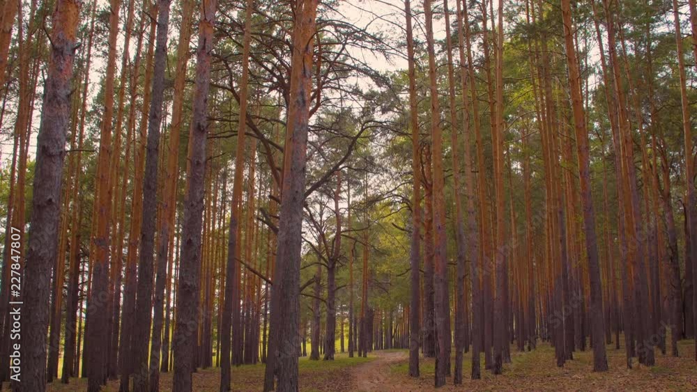Tilting shot of gloomy forest with tall pine trees Tilting shot of gloomy forest with tall pine trees
