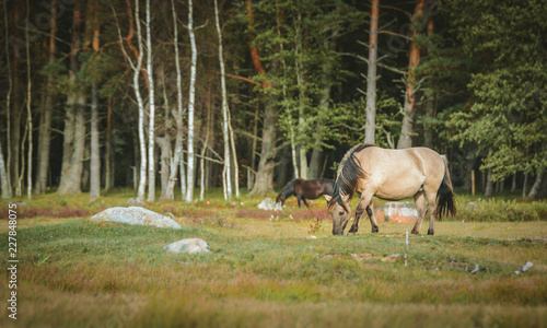 Obraz Dzikie konie je trawy w konserwowanym terytorium Engure park narodowy na Latvia. Krajobraz z jeziorem i łąką z trawą i głazami w ciepłym oświetleniu.