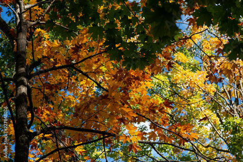 Beautiful autumn leaves and trees, fall foliage in front of the blue sky
