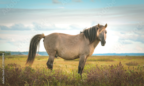 Fototapeta Dzikie konie je trawy w konserwowanym terytorium Engure park narodowy na Latvia. Krajobraz z jeziorem i łąką z trawą i głazami w ciepłym oświetleniu.