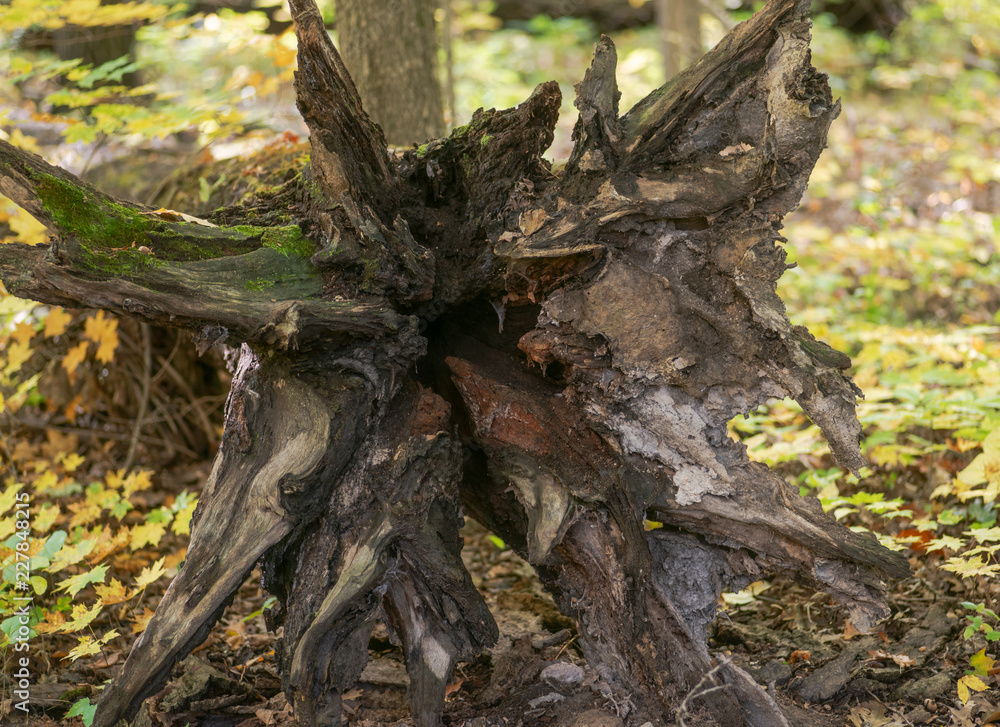 Fallen tree with beautiful roots in forest preserve.