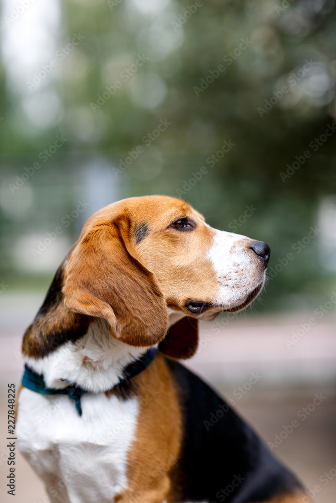Beagle dog sitting and looking at the background of the park, summer.