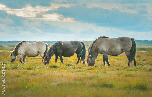 Wild horses eating grass in preserved territory of Engure national park in Latvia. Landscape with lake and meadow with grass and bouldes in warm lighting. © Viesturs