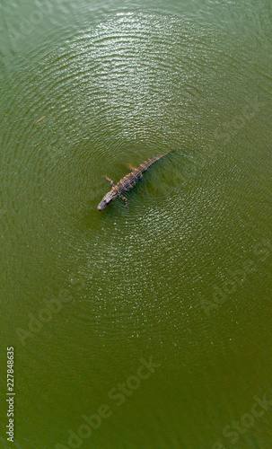 American alligator in pond from overhead