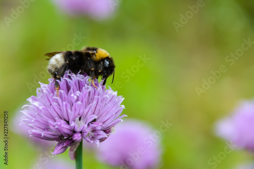 Large fluffy bumblebee (bombus terrestris) close up. Background with a bumblebee pollinating purple "Chives" flower (or Wild Chives, Flowering Onion Garlic Chives, Chinese Chives, Schnittlauch) © Evgeniy
