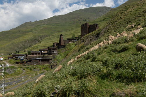 Sheep in ancient village in the mountains. Dartlo, Georgia country.
