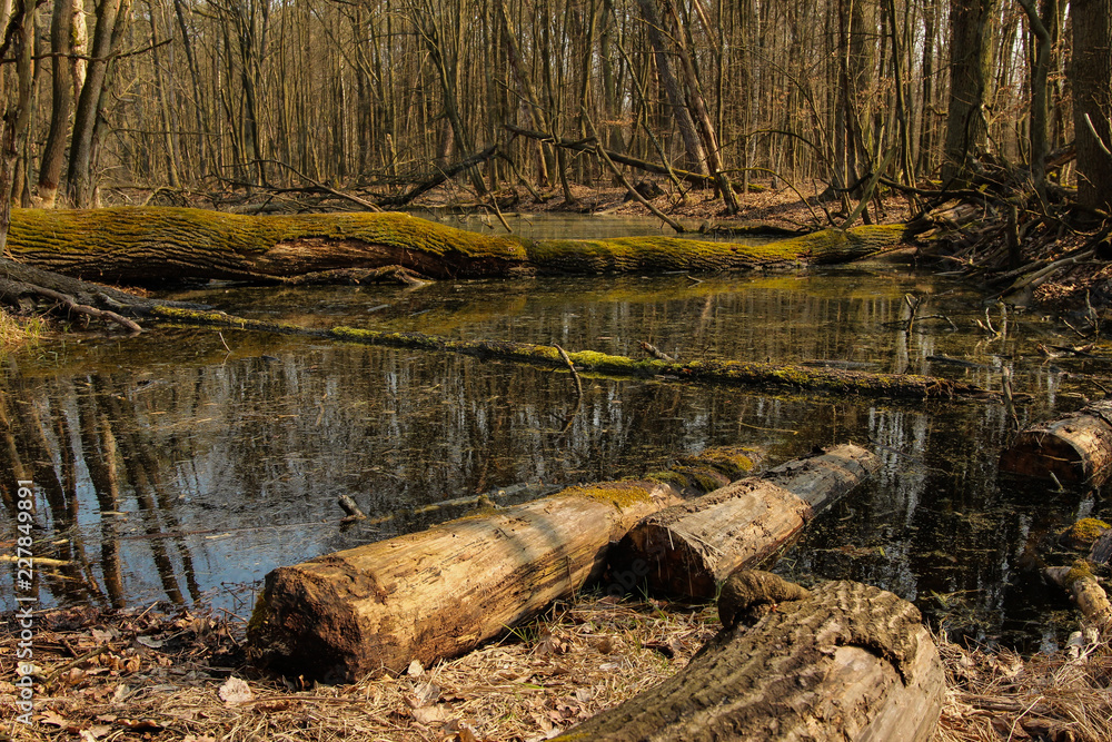 Obraz premium Forest wetlands