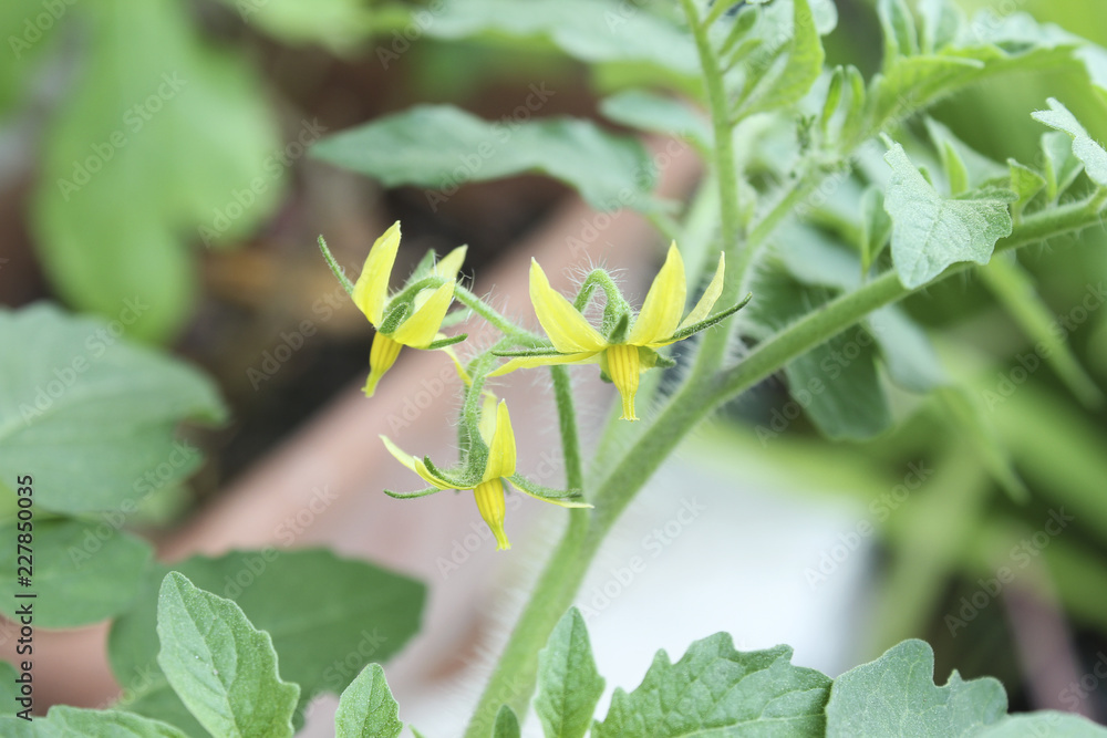 Detail of tomato flower Detail of tomato flower