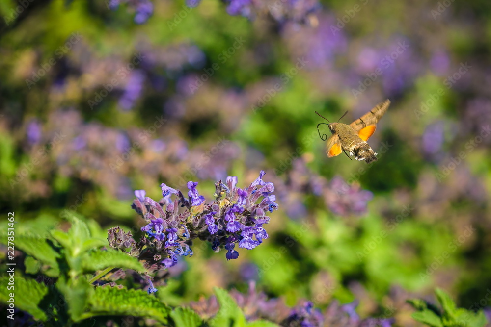 Hummingbird hawk-moth, Macroglossum stellatarum, buzzing around blue flowers sampling nectar, sunny autumn day in a garden, blurry purple and green background, pastel colors Hummingbird hawk-moth, Macroglossum stellatarum, buzzing around blue flowers sampling nectar, sunny autumn day in a garden, blurry purple and green background, pastel colors