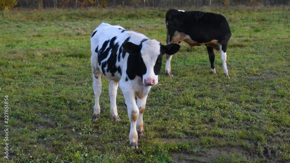 Farm calves in the cattle on pasture. Cows graze on a green meadow. Farm calves in the cattle on pasture. Cows graze on a green meadow.