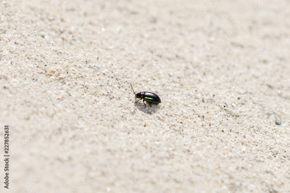 Metallic Purple and Green Flea Beetle (Altica sp.) Crawling on Sandstone on the Eastern Plains of Colorado