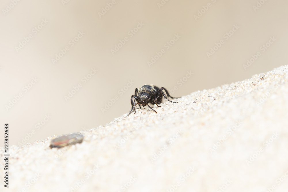 Obraz premium Black & Gold Velvet Ant Wasp (Mutillidae) Searching for Prey on Sandstone on the Eastern Plains of Colorado