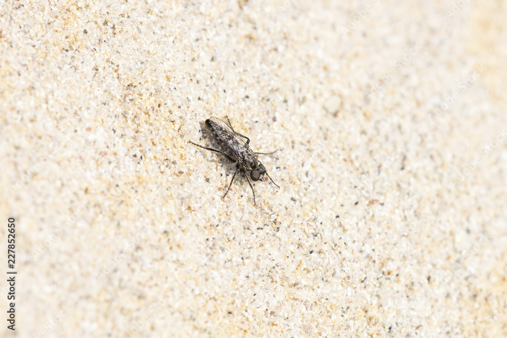 Late Fall Robber Fly (Comantella sp.) Waiting for Prey On Sandstone on the Eastern Plains of Colorado Late Fall Robber Fly (Comantella sp.) Waiting for Prey On Sandstone on the Eastern Plains of Colorado