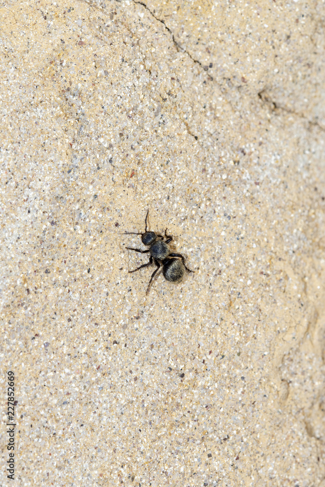 Black & Gold Velvet Ant Wasp (Mutillidae) Searching for Prey on Sandstone on the Eastern Plains of Colorado Black & Gold Velvet Ant Wasp (Mutillidae) Searching for Prey on Sandstone on the Eastern Plains of Colorado