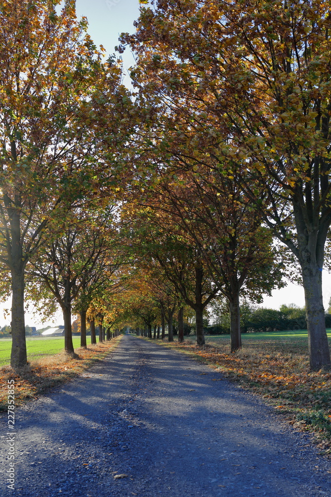 Path, avenue, row of trees, recreation, future, autumn