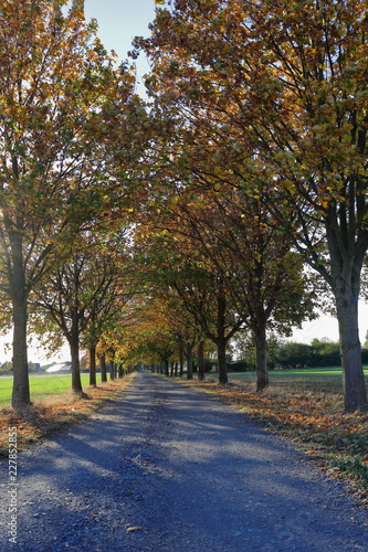 Path, avenue, row of trees, recreation, future, autumn © Clark Ukidu